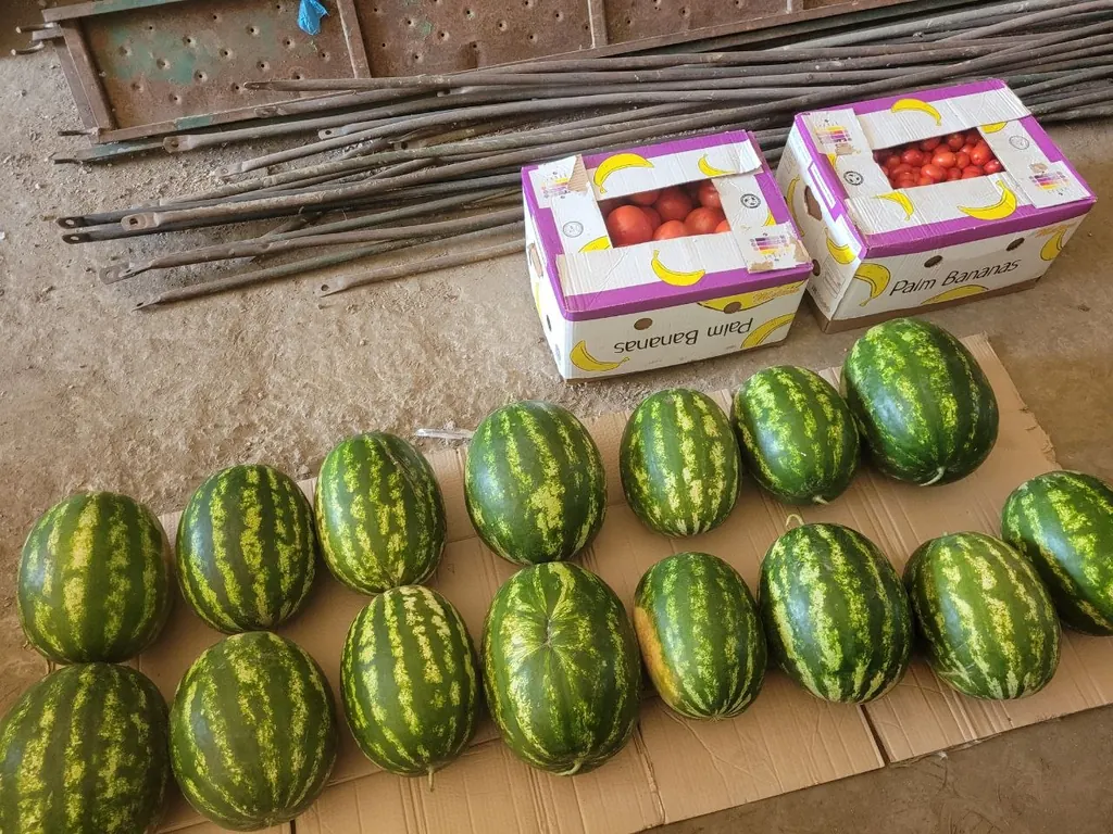 Отобранные арбузы перед отгрузкой